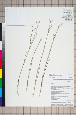<a href="https://brmas.openmuseum.tw/muse/digi_object/015a9d387189ff861b3cc8994808bd10" target="_blank">小葉燈心草／中央研究院生物多樣性研究博物館植物標本館 (HAST)</a>