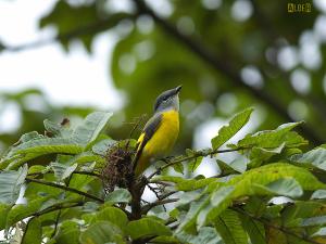 20091124_380333_Gray-chinned_Minivet_0957.jpg