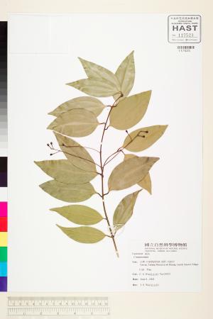 <a href="https://brmas.openmuseum.tw/muse/digi_object/018a34f55bec908d1cc3388036f70393" target="_blank">樟屬／中央研究院生物多樣性研究博物館植物標本館 (HAST)</a>