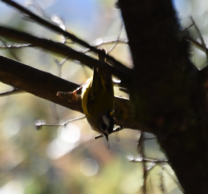 <a href="https://taieol.tw/muse/digi_object/1a8620b3dabd322651f5d0cf0de830e4" target="_blank">火冠戴菊鳥／By：benkeen／iNaturalist</a>