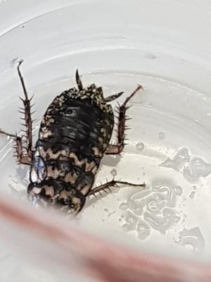 <a href="https://taieol.tw/muse/digi_object/b5b0df2526f441c6254946673b5c0912" target="_blank">家屋斑蠊／By：naturalist9611／iNaturalist</a>