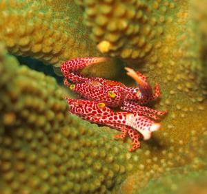 Trapezia rufopunctata紅斑梯形蟹