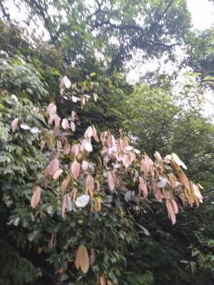 <a href="https://taieol.tw/muse/digi_object/8f988e7a2b1915a60128da109d386206" target="_blank">瓜馥木／By：naturalist14740／iNaturalist</a>
