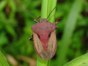 Chalcopis glandulosa (Wolff, 1811)大臭椿