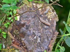 <a href="https://taieol.tw/muse/digi_object/68a1cc1b2e03b4bb16272e22a3f1287f" target="_blank">雙線蛞蝓／By：kinmatsu／iNaturalist</a>