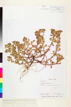 <a href="https://brmas.openmuseum.tw/muse/digi_object/01f7f99e3205c63e89816820a2ffd6fc" target="_blank">茅毛珍珠菜／中央研究院生物多樣性研究博物館植物標本館 (HAST)</a>