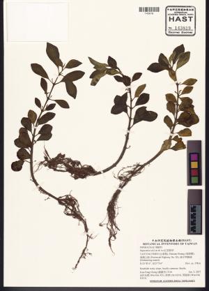 <a href="https://brmas.openmuseum.tw/muse/digi_object/01f97c664d59291071ec62bf3d021365" target="_blank">紅莖椒草／中央研究院生物多樣性研究博物館植物標本館 (HAST)</a>