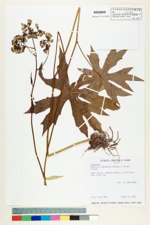 <a href="https://brmas.openmuseum.tw/muse/digi_object/0209d03189ab658461ed7f476c601e1c" target="_blank">高山破傘菊／中央研究院生物多樣性研究博物館植物標本館 (HAST)</a>