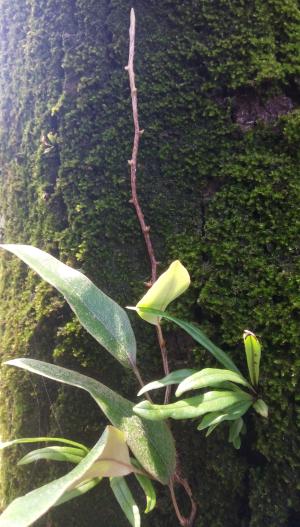 <a href="https://taieol.tw/muse/digi_object/f081c952102c84051e579616caa3d255" target="_blank">石葦／By：erickkao／iNaturalist</a>