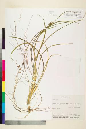 <a href="https://brmas.openmuseum.tw/muse/digi_object/0228effa355a7d1d7c75e4f4c30b70f5" target="_blank">百合科／中央研究院生物多樣性研究博物館植物標本館 (HAST)</a>