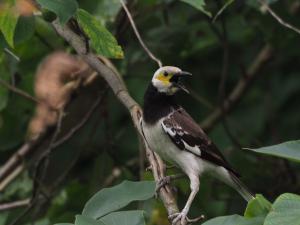 <a href="https://taieol.tw/muse/digi_object/b4dbf4d77602932551317b3679d7c4a8" target="_blank">黑領椋鳥／By：leaf0605／iNaturalist</a>