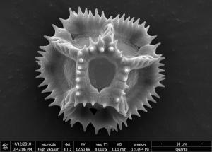<a href="https://ntm-naturearchive.openmuseum.tw/muse/digi_object/1f6530723090e62efaa4d5023aa8a142" target="_blank">刀傷草／國立臺灣博物館</a>
