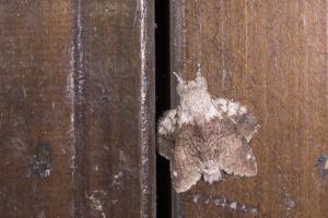 <a href="https://taieol.tw/muse/digi_object/2a69800f45ac17557d0404dc6cd3c200" target="_blank">Stauropus teikichiana／By：papilioshih／iNaturalist</a>