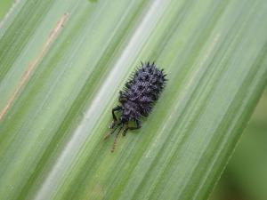 <a href="https://taieol.tw/muse/digi_object/4fcc86f83a14be8f0692dac7aac13182" target="_blank">黑鐵甲蟲／By：maxhsieh／iNaturalist</a>
