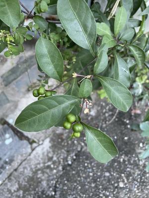 <a href="https://taieol.tw/muse/digi_object/00cc47cf158b1105bcc5c65b73e6af64" target="_blank">瑪瑙珠／By：lintsuchun／iNaturalist</a>