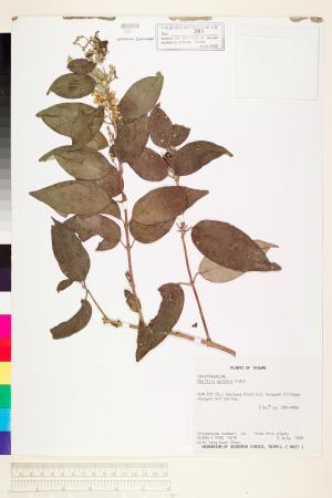 <a href="https://brmas.openmuseum.tw/muse/digi_object/02473513f55dc7fdb1dad51b4cc38ea1" target="_blank">大葉溲疏／中央研究院生物多樣性研究博物館植物標本館 (HAST)</a>
