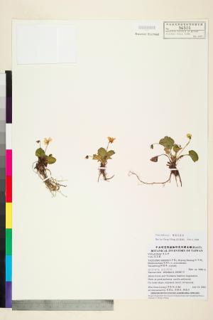 <a href="https://brmas.openmuseum.tw/muse/digi_object/02502969cf9debaa9da2fe6e3c8fe1eb" target="_blank">雙黃花堇菜／中央研究院生物多樣性研究博物館植物標本館 (HAST)</a>