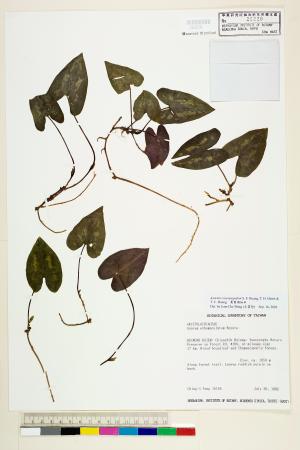<a href="https://brmas.openmuseum.tw/muse/digi_object/025b14307cf9fd68efbd4c00da87fa73" target="_blank">鴛鴦湖細辛／中央研究院生物多樣性研究博物館植物標本館 (HAST)</a>