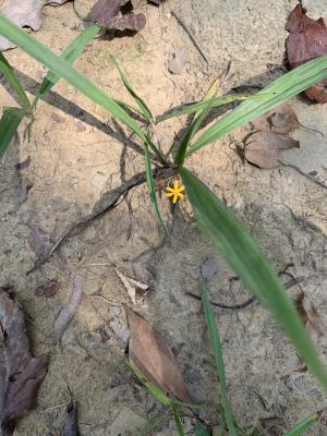 <a href="https://taieol.tw/muse/digi_object/ac1bc48553abbe5ac77675c0d35a2e0e" target="_blank">仙茅／By：rachelchangty／iNaturalist</a>