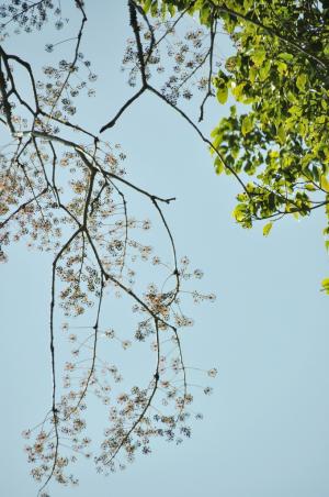 <a href="https://taieol.tw/muse/digi_object/a21348df5d168c2ce72f93280cddd483" target="_blank">臺灣五葉參／By：RECKON／臺灣物種名錄(TaiCOL)</a>