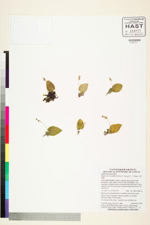 <a href="https://brmas.openmuseum.tw/muse/digi_object/025f83c9d98137fc7fc9c10116cf7d3a" target="_blank">小軟葉蘭／中央研究院生物多樣性研究博物館植物標本館 (HAST)</a>
