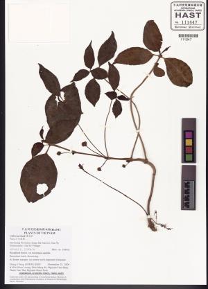 <a href="https://brmas.openmuseum.tw/muse/digi_object/025fb771fe39989fe3d8da5aafd01dd1" target="_blank">冷水麻屬／中央研究院生物多樣性研究博物館植物標本館 (HAST)</a>