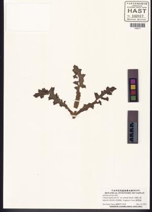 <a href="https://brmas.openmuseum.tw/muse/digi_object/026447e3c5620a62445f429f2a14ca6d" target="_blank">南國小薊／中央研究院生物多樣性研究博物館植物標本館 (HAST)</a>