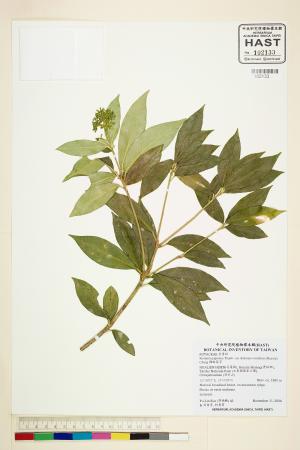 <a href="https://brmas.openmuseum.tw/muse/digi_object/0264d8f7275c6bf67a985ff8ecf61d2f" target="_blank">顯脈茵芋／中央研究院生物多樣性研究博物館植物標本館 (HAST)</a>