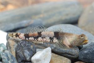 <a href="https://fishdb.sinica.edu.tw/muse/digi_object/48d722393c91a9a8609be0b40cbf0605" target="_blank">Schismatogobius roxasi_1／黃世彬</a>