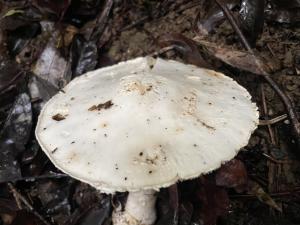 <a href="https://taieol.tw/muse/digi_object/b25eaa9f0c6b6b1b2d42eaecfaf70455" target="_blank">Amanita kotohiraensis／By：balawu／iNaturalist</a>