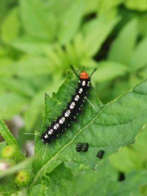 <a href="https://taieol.tw/muse/digi_object/5ae79d81658f62840dbccc502f0e7c57" target="_blank">粉蝶燈蛾／By：enkn／iNaturalist</a>