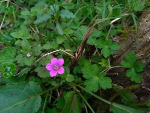 <a href="https://taieol.tw/muse/digi_object/325fc2defb86387ef901ffa3b6b422a8" target="_blank">Geranium thunbergii／By：v9320032／iNaturalist</a>