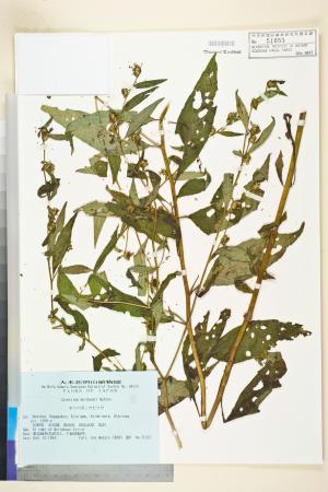 <a href="https://brmas.openmuseum.tw/muse/digi_object/02b37653a02d5ba250ace16c40dc2988" target="_blank">天名精屬／中央研究院生物多樣性研究博物館植物標本館 (HAST)</a>