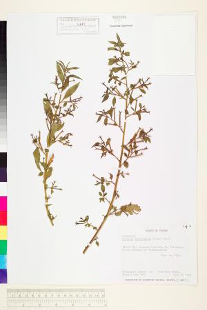 <a href="https://brmas.openmuseum.tw/muse/digi_object/02b4ce670b13ac98b0d95685b076def7" target="_blank">細葉水丁香／中央研究院生物多樣性研究博物館植物標本館 (HAST)</a>