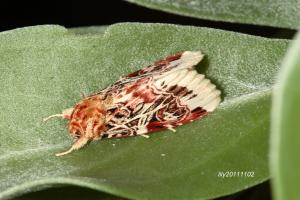 <a href="https://taieol.tw/muse/digi_object/919f4f3fb395c94c3c1b343052992389" target="_blank">Spodoptera picta／By：李雪／臺灣物種名錄(TaiCOL)</a>