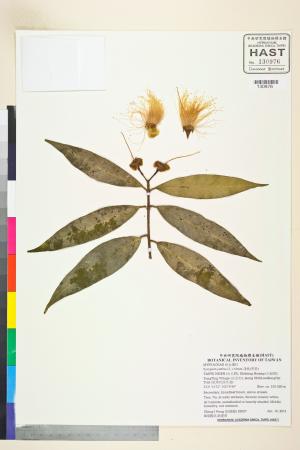 <a href="https://brmas.openmuseum.tw/muse/digi_object/02de90fdeb871686ba00b72a6a29fe6b" target="_blank">蒲桃(香果)／中央研究院生物多樣性研究博物館植物標本館 (HAST)</a>