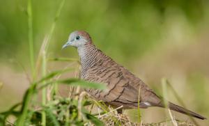 斑馬鳩