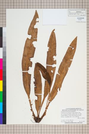 <a href="https://brmas.openmuseum.tw/muse/digi_object/02ed65e3175dd91f04da0e5bf86bd8f2" target="_blank">舌蕨／中央研究院生物多樣性研究博物館植物標本館 (HAST)</a>