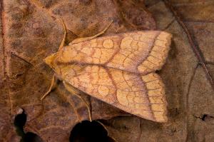 101126 新竹 觀霧 044 優美秋冬夜蛾 Tiliacea melonina opipara (Chang, 1991) Male_800ori