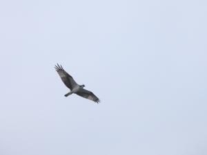 <a href="https://taieol.tw/muse/digi_object/cee42cf9f906c0fafa61a030ac785f53" target="_blank">魚鷹／By：abujudy／iNaturalist</a>