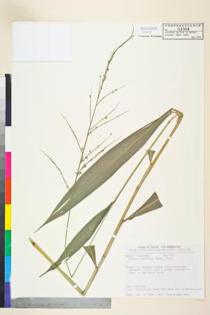 <a href="https://brmas.openmuseum.tw/muse/digi_object/02f2ab309006fd62070d59ef53aad33f" target="_blank">棕葉狗尾草／中央研究院生物多樣性研究博物館植物標本館 (HAST)</a>