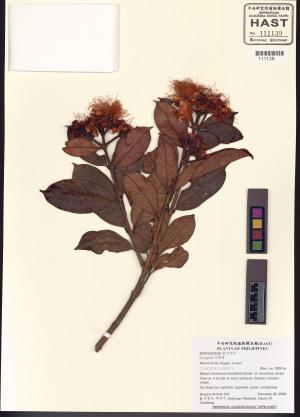 <a href="https://brmas.openmuseum.tw/muse/digi_object/02f953dbd634d9a927a76a7b2312937a" target="_blank">赤楠屬／中央研究院生物多樣性研究博物館植物標本館 (HAST)</a>