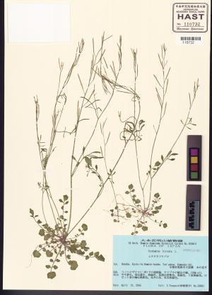 <a href="https://brmas.openmuseum.tw/muse/digi_object/032178d713db0f8ddc675d1e29b70c4d" target="_blank">台灣碎米薺／中央研究院生物多樣性研究博物館植物標本館 (HAST)</a>