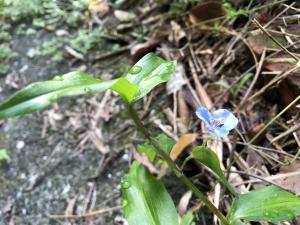 <a href="https://taieol.tw/muse/digi_object/0c6c84b9e34d251a24a688b293ef74bf" target="_blank">竹仔菜／By：jodyhsieh／iNaturalist</a>