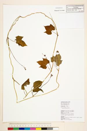 <a href="https://brmas.openmuseum.tw/muse/digi_object/033451ff2dbf0ff37d5e9108e6e17b9a" target="_blank">心葉蔦蘿 (圓葉蔦蘿)／中央研究院生物多樣性研究博物館植物標本館 (HAST)</a>