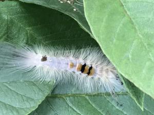 <a href="https://taieol.tw/muse/digi_object/6863aa7bb0cea88d64d3ac1d40462b67" target="_blank">Olene dudgeoni／By：mei862419／iNaturalist</a>