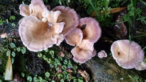 Lentinus strigosus(硬毛香菇)