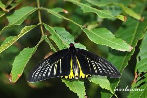 <a href="https://taieol.tw/muse/digi_object/03db12c4d3bfbc6f4ee328f5d52e28f6" target="_blank">珠光裳鳳蝶／By：台灣蝴蝶保育學會／台灣蝴蝶保育學會</a>