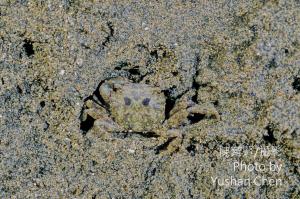 <a href="https://taieol.tw/muse/digi_object/184ac5138963eafe57e3b0d5d4d00b42" target="_blank">絨毛近方蟹／By：陳育賢／陳育賢</a>
