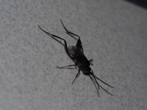 <a href="https://taieol.tw/muse/digi_object/a8c0f16b3ed4bc51cbc8dd16fdc6ff5c" target="_blank">蠊卵旗腹蜂／By：max822／iNaturalist</a>